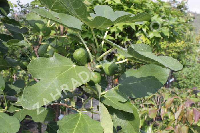 Fíkovník smokvoň 'Brown Turkey' - Ficus carica 'Brown Turkey'