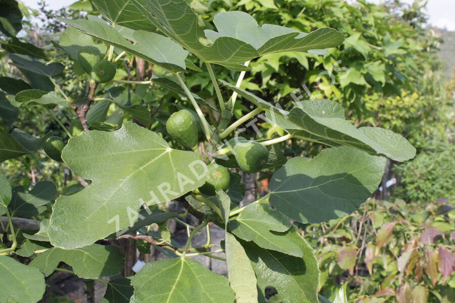 Fíkovník smokvoň 'Brown Turkey' - Ficus carica 'Brown Turkey'