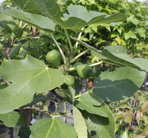 Fíkovník smokvoň 'Brown Turkey' - Ficus carica 'Brown Turkey'