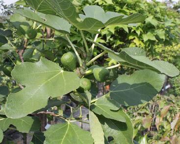 Fíkovník smokvoň 'Brown Turkey'