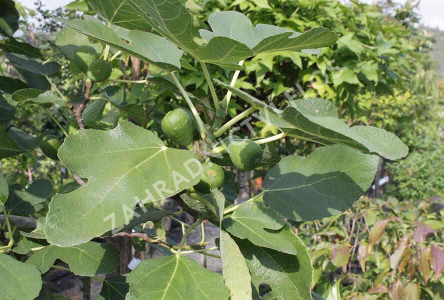 Fíkovník smokvoň 'Brown Turkey' - Ficus carica 'Brown Turkey'