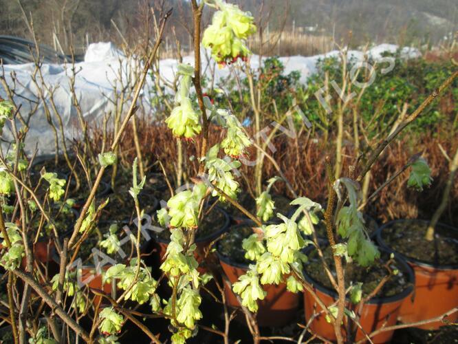 Lískovníček 'Spring Purple' - Corylopsis willmottiae 'Spring Purple'