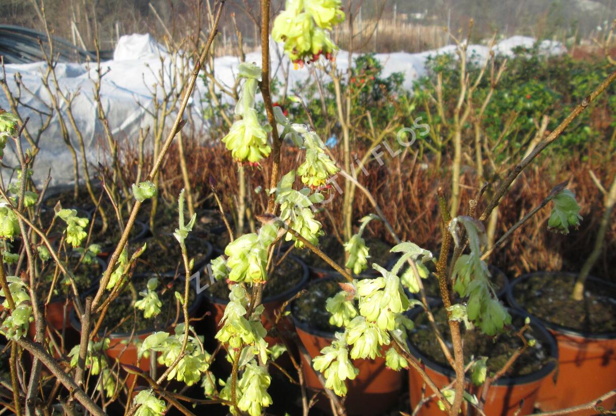 Lískovníček 'Spring Purple' - Corylopsis willmottiae 'Spring Purple'
