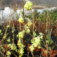 Lískovníček 'Spring Purple' - Corylopsis willmottiae 'Spring Purple'