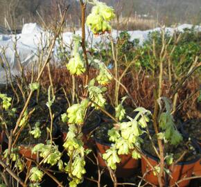 Lískovníček 'Spring Purple' - Corylopsis willmottiae 'Spring Purple'