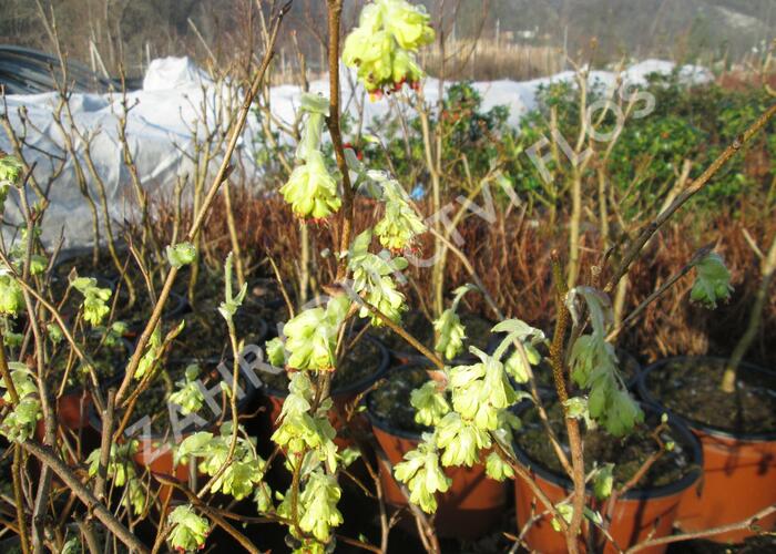 Lískovníček 'Spring Purple' - Corylopsis willmottiae 'Spring Purple'