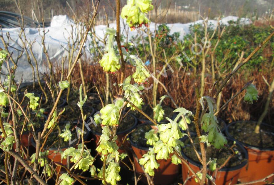 Lískovníček 'Spring Purple' - Corylopsis willmottiae 'Spring Purple'