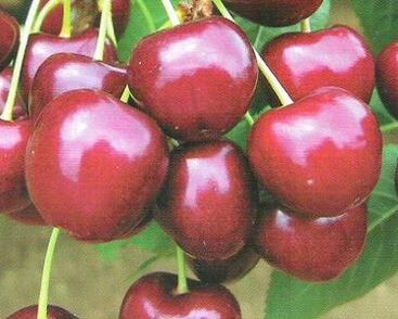 Třešeň pozdní chrupka 'Regina'