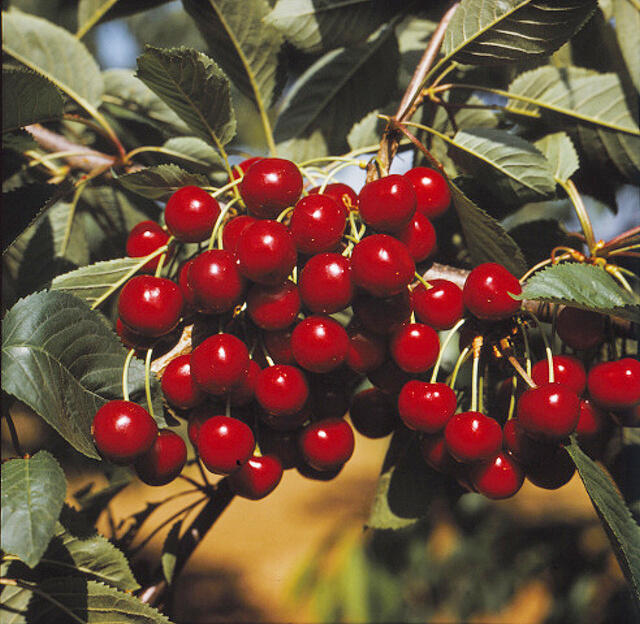 Třešeň raná - srdcovka 'Kaštánka' - Prunus avium 'Kaštánka'