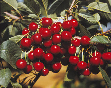 Třešeň raná srdcovka 'Kaštánka'