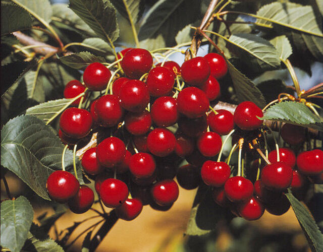 Třešeň raná - srdcovka 'Kaštánka' - Prunus avium 'Kaštánka'