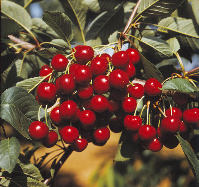 Třešeň raná srdcovka 'Kaštánka' - Prunus avium 'Kaštánka'