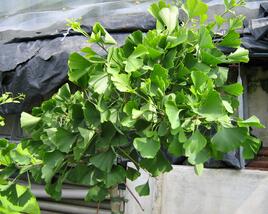 Jinan dvoulaločný 'Pendula'