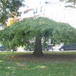 Jinan dvoulaločný 'Pendula' - Ginkgo biloba 'Pendula'