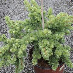 Modřín japonský 'Wolterdingen' - Larix kaempferi 'Wolterdingen'