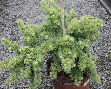 Modřín japonský 'Wolterdingen'