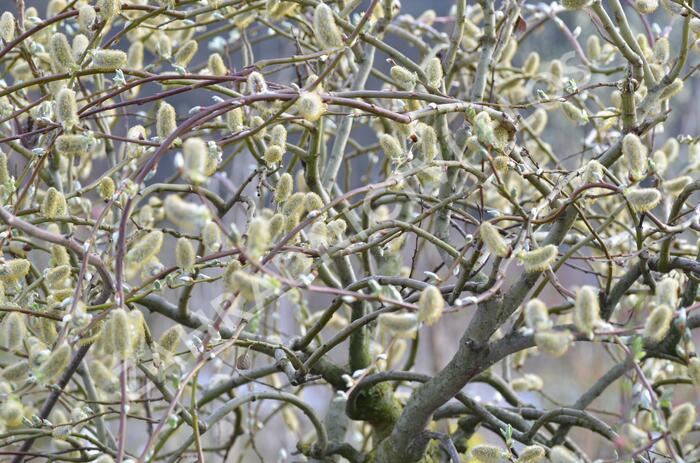 Vrba jíva 'Curly Locks' - Salix caprea 'Curly Locks'