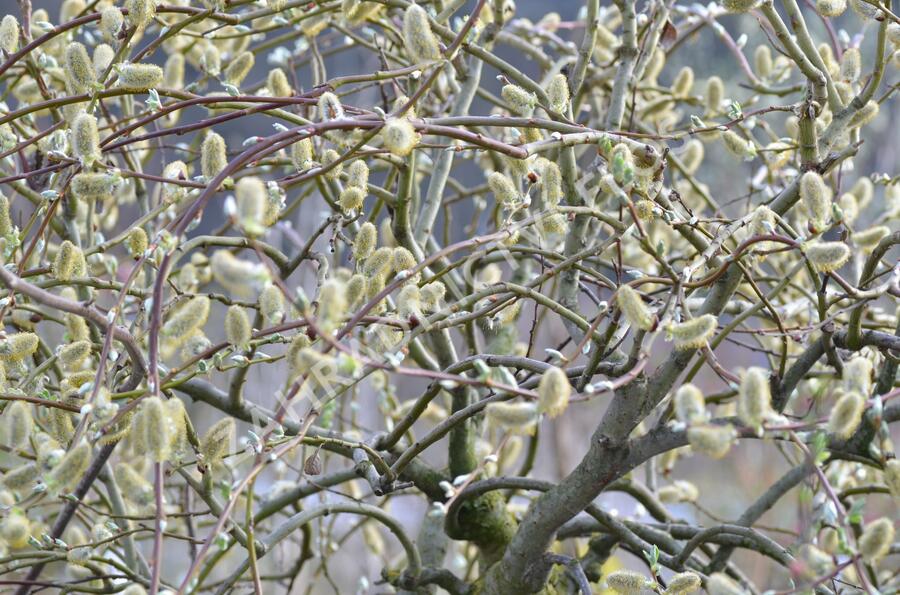 Vrba jíva 'Curly Locks' - Salix caprea 'Curly Locks'