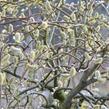 Vrba jíva 'Curly Locks' - Salix caprea 'Curly Locks'