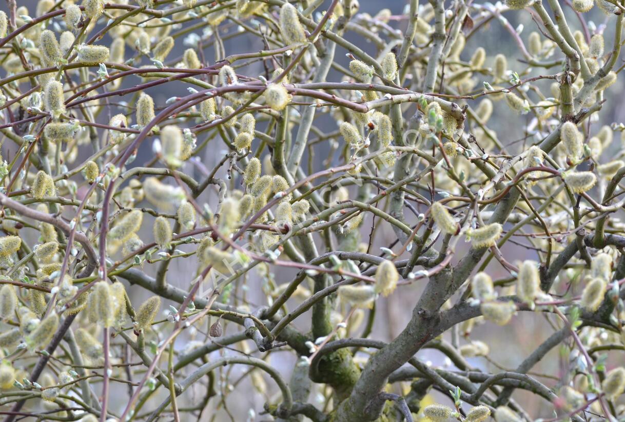 Vrba jíva 'Curly Locks' - Salix caprea 'Curly Locks'