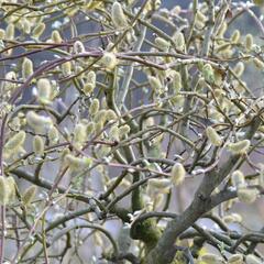 Vrba jíva 'Curly Locks' - Salix caprea 'Curly Locks'