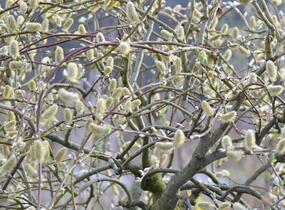 Vrba jíva 'Curly Locks' - Salix caprea 'Curly Locks'