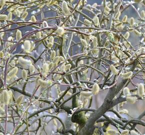 Vrba jíva 'Curly Locks' - Salix caprea 'Curly Locks'