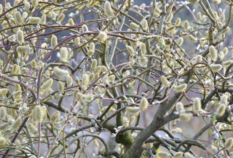 Vrba jíva 'Curly Locks' - Salix caprea 'Curly Locks'