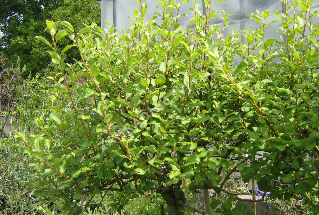 Vrba jíva 'Curly Locks' - Salix caprea 'Curly Locks'