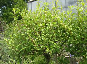 Vrba jíva 'Curly Locks' - Salix caprea 'Curly Locks'