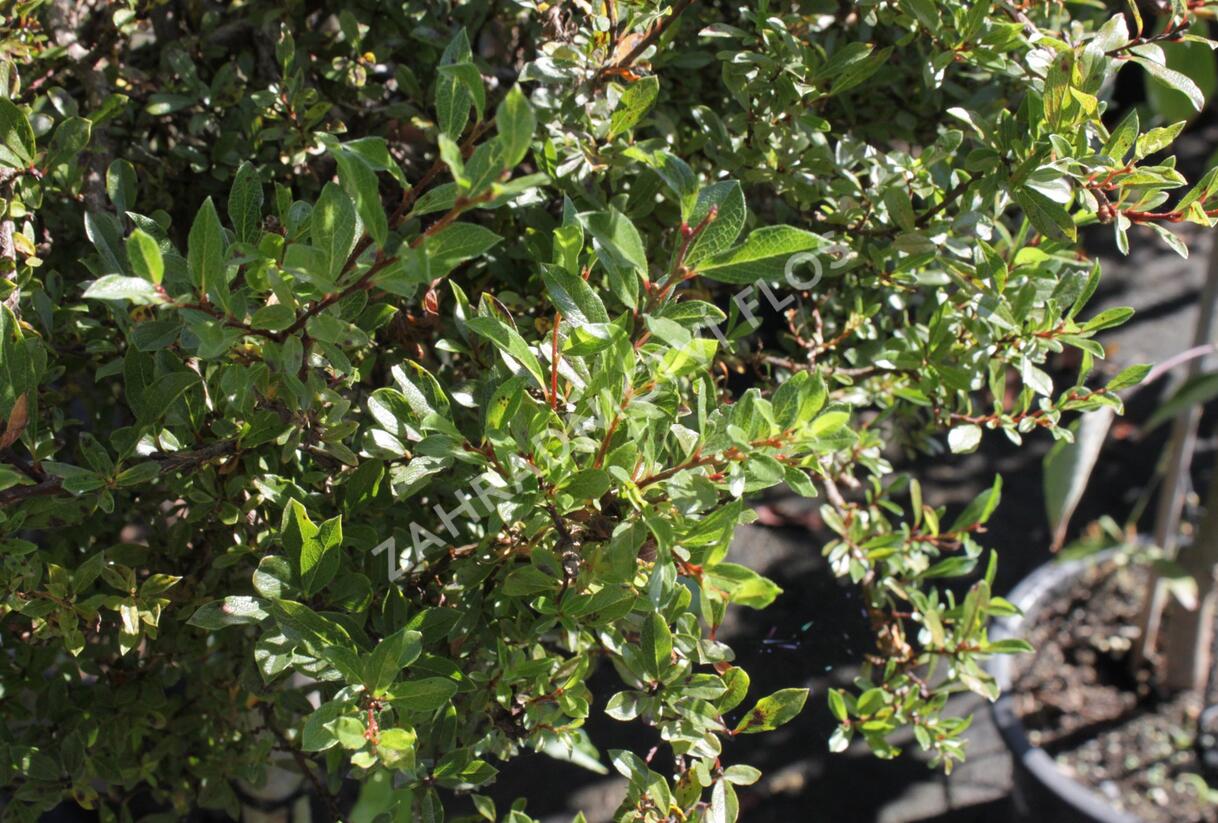 Vrba 'Yalta' - Salix arctica 'Yalta'
