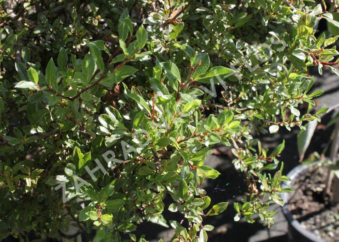 Vrba 'Yalta' - Salix arctica 'Yalta'