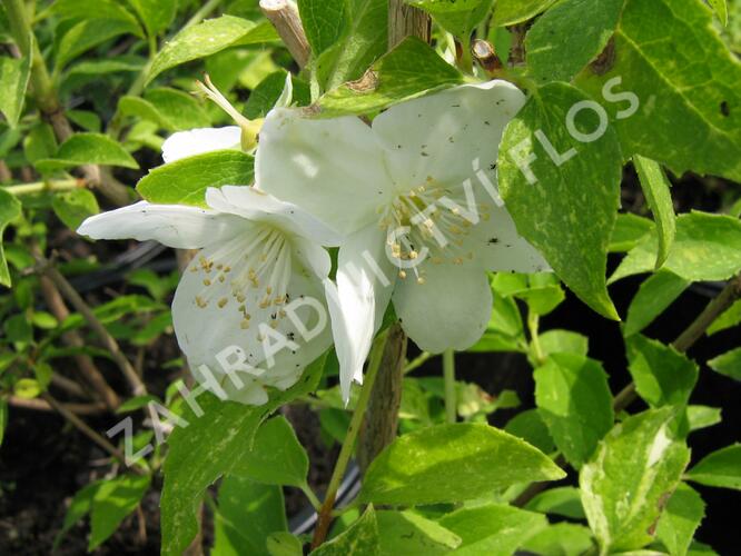 Pustoryl Lemonův 'Innocence' - Philadelphus lemoinei 'Innocence'