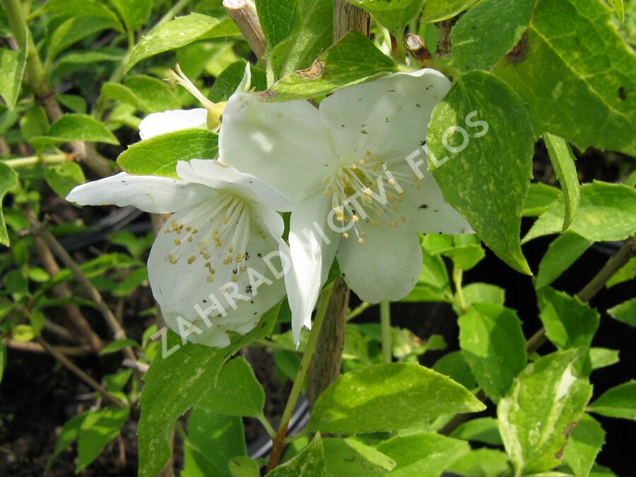 Pustoryl Lemonův 'Innocence' - Philadelphus lemoinei 'Innocence'