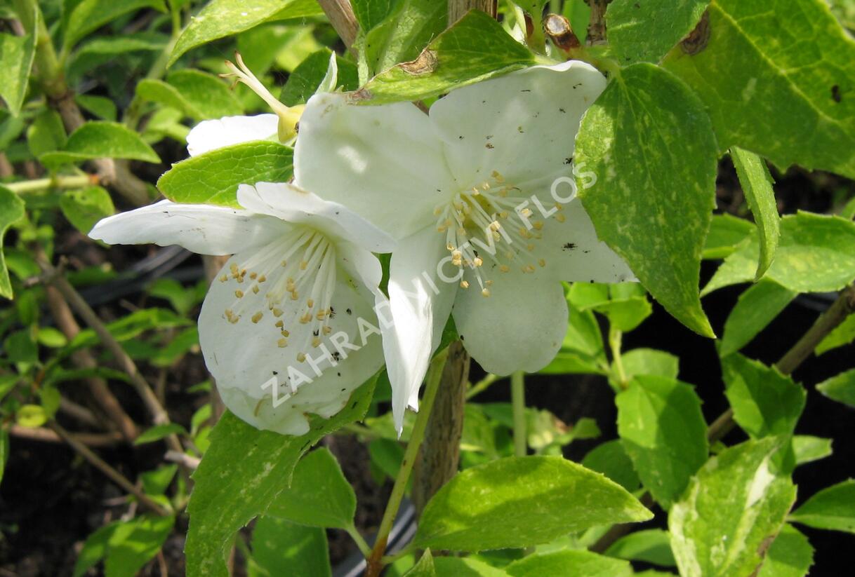 Pustoryl Lemonův 'Innocence' - Philadelphus lemoinei 'Innocence'
