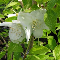 Pustoryl Lemonův 'Innocence' - Philadelphus lemoinei 'Innocence'