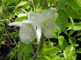 Pustoryl Lemonův 'Innocence' - Philadelphus lemoinei 'Innocence'