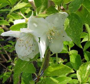 Pustoryl Lemonův 'Innocence' - Philadelphus lemoinei 'Innocence'