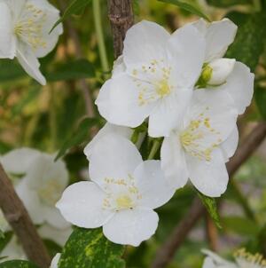 Pustoryl Lemonův 'Innocence' - Philadelphus lemoinei 'Innocence'