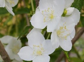 Pustoryl Lemonův 'Innocence' - Philadelphus lemoinei 'Innocence'