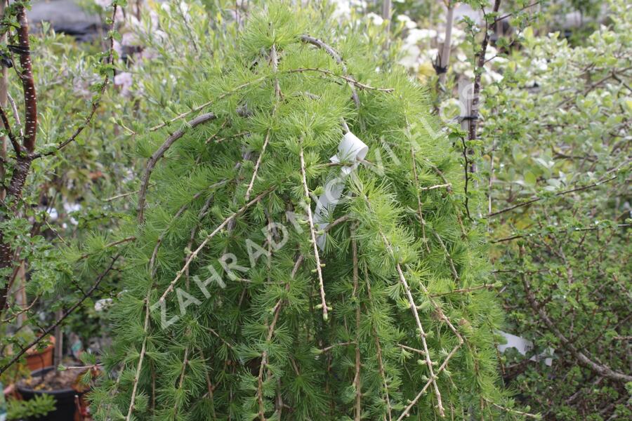 Modřín opadavý 'Puli' - Larix decidua 'Puli'