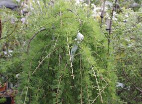Modřín opadavý 'Puli' - Larix decidua 'Puli'
