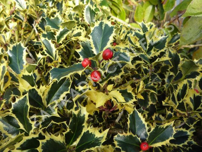 Cesmína obecná 'Variegatum' - Ilex aquifolium 'Variegatum'
