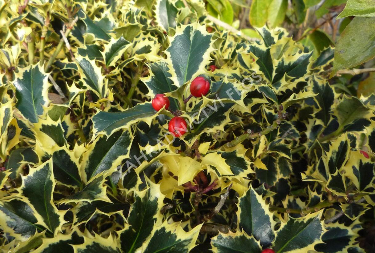 Cesmína obecná 'Variegatum' - Ilex aquifolium 'Variegatum'