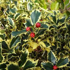 Cesmína obecná 'Variegatum' - Ilex aquifolium 'Variegatum'