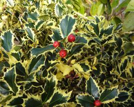 Cesmína obecná 'Variegatum'