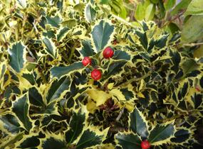 Cesmína obecná 'Variegatum' - Ilex aquifolium 'Variegatum'