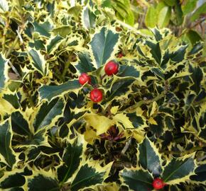 Cesmína obecná 'Variegatum' - Ilex aquifolium 'Variegatum'