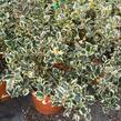 Cesmína obecná 'Variegatum' - Ilex aquifolium 'Variegatum'