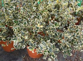 Cesmína obecná 'Variegatum' - Ilex aquifolium 'Variegatum'